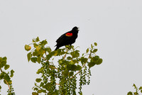 DSC_8574_edited - Red-winged Blackbird