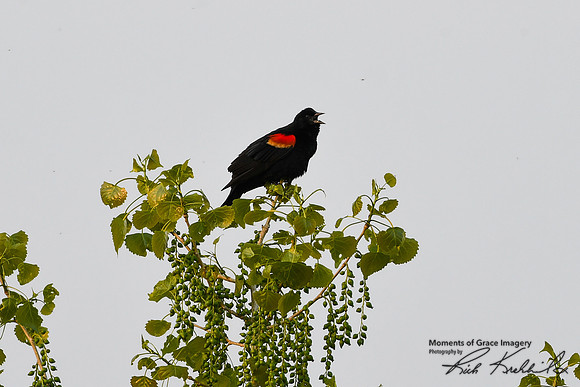 DSC_8574_edited - Red-winged Blackbird