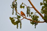 DSC_8618_edited - Yellow Warbler (male) in Cottonwood tree