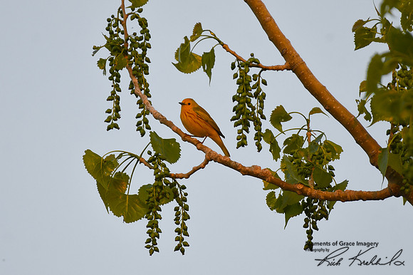 DSC_8618_edited - Yellow Warbler (male) in Cottonwood tree