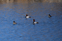 DSC_0607_edited - Red-heads