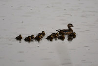 DSC_0668_edited - Wood Duck hen and chicks