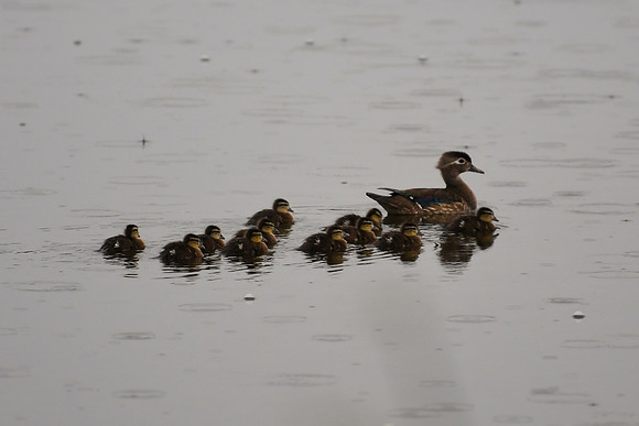 DSC_0668_edited - Wood Duck hen and chicks