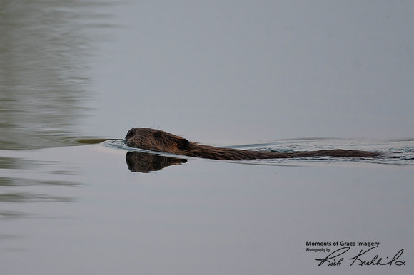 DSC_8766_edited - Beaver