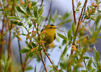DSC_0824_edited - Wilson's Warbler