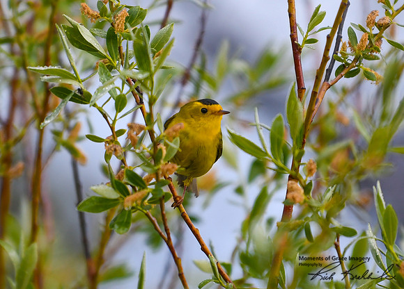 DSC_0824_edited - Wilson's Warbler