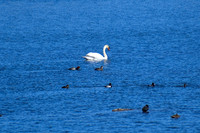 DSC_0483_edited - Mute Swan - Red-head ducks, Ring-necked Ducks & Coot