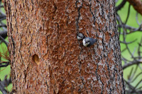 DSC_0207_edited - Pygmy Nuthatch