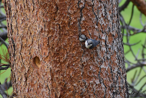 DSC_0207_edited - Pygmy Nuthatch