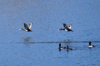 DSC_0608_edited - Red-Heads