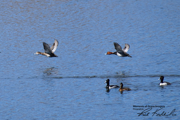 DSC_0608_edited - Red-Heads