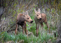 2023-06-03 -  RMNP Adventure - Baby Moose Twins