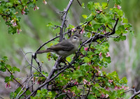 DSC_0044_edited - Warbling Vireo on wax current