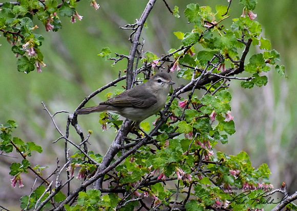 DSC_0044_edited - Warbling Vireo on wax current