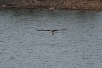 DSC_8531_edited - Osprey with fresh fish catch
