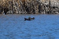 DSC_0705_edited - American Widgeon pair