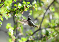 17 - DSC_9377_edited