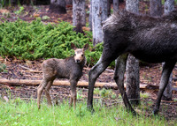 DSC_0948_edited