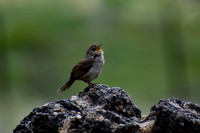 DSC_0281_edited - House Wren