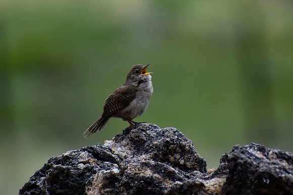 DSC_0281_edited - House Wren
