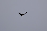 DSC_0012_edited - Osprey with fish
