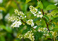 DSC_0992_edited - Chokecherry blossoms
