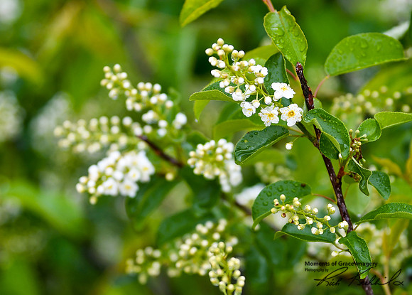 DSC_0992_edited - Chokecherry blossoms