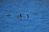 DSC_0561 (1)_edited