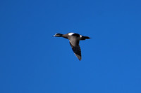 DSC_0699_edited - American Widgeon in flight