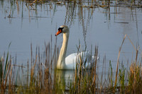 DSC_8490_edited - Mute Swan