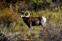 DSC_3950_edited
