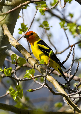 DSC_7168_edited - Western Tanager (Male)