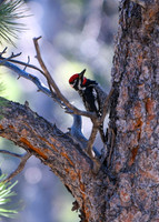 DSC_4530_edited - Red Napped Sapsucker