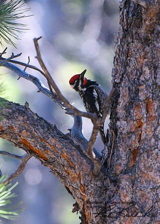 DSC_4530_edited - Red Napped Sapsucker