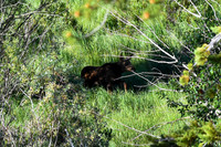 DSC_0132_edited -Her baby came out from a shady spot.
