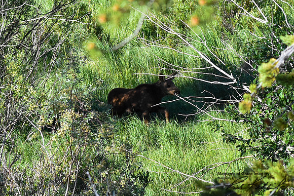 DSC_0132_edited -Her baby came out from a shady spot.