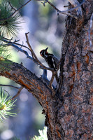 DSC_4537_edited - Red Napped Sapsucker