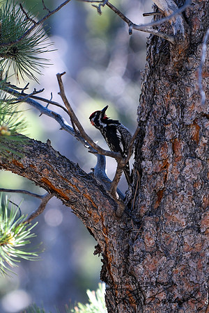 DSC_4537_edited - Red Napped Sapsucker