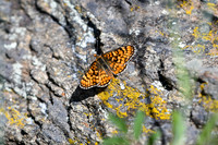 DSC_4798_edited - Gabb's Checkerspot Butterfly