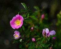 DSC_5078_edited - Wild Rose or Wood's Rose - rosa woodsii
