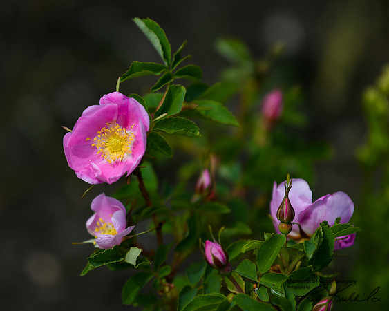 DSC_5078_edited - Wild Rose or Wood's Rose - rosa woodsii