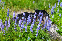 DSC_5037_edited - 'Regeneration' - Rocky Mountain Lupines in front of burned stump (fires of 2020)