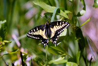 DSC_4993_edited - Anise Swallowtail