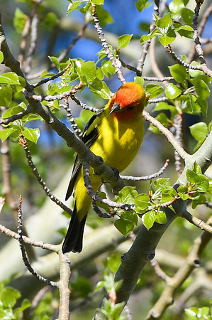 DSC_7537_edited - Western Tanager (Male)