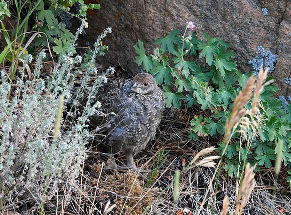 DSC_5376_edited - Dusky Grouse 'young of the year' - young hen