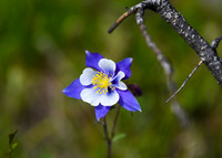 DSC_5059_edited - Rocky Mountain Columbine in burn scar