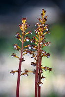 DSC_4594_edited - Spotted Coralroot Orchid