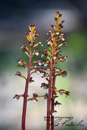 DSC_4594_edited - Spotted Coralroot Orchid