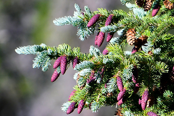 DSC_0515_edited-1 - Purple-Cone Spruce