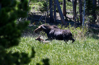 2023-06-24 - More Magical Moments in the Rockies -  Mama and baby Moose Water Dance